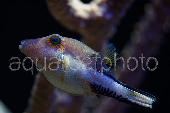 Canthigaster rostrata 01
