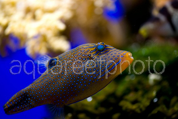 Canthigaster solandri 04