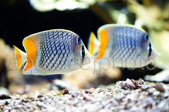 Chaetodon xanthurus 04