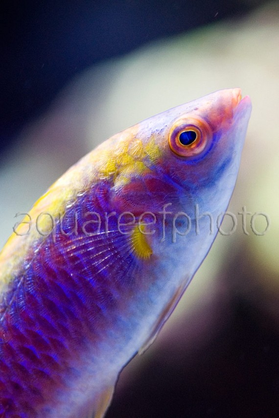 Cirrhilabrus aurantidorsalis 03