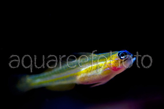 Coryphopterus lipernes 02