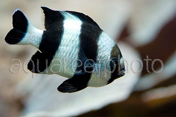 Dascyllus melanurus 01