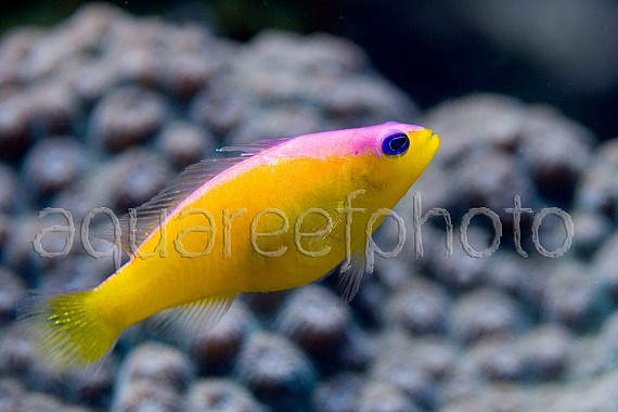 Pictichromis diadema 01