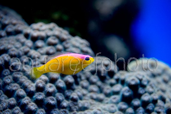 Pictichromis diadema 02