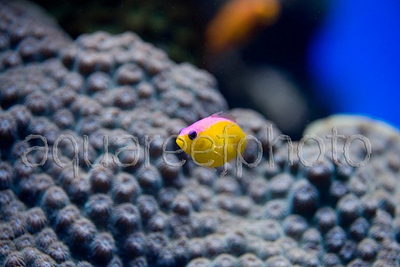 Pictichromis diadema 03
