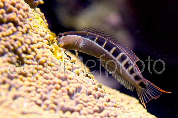 Ecsenius lineatus 01