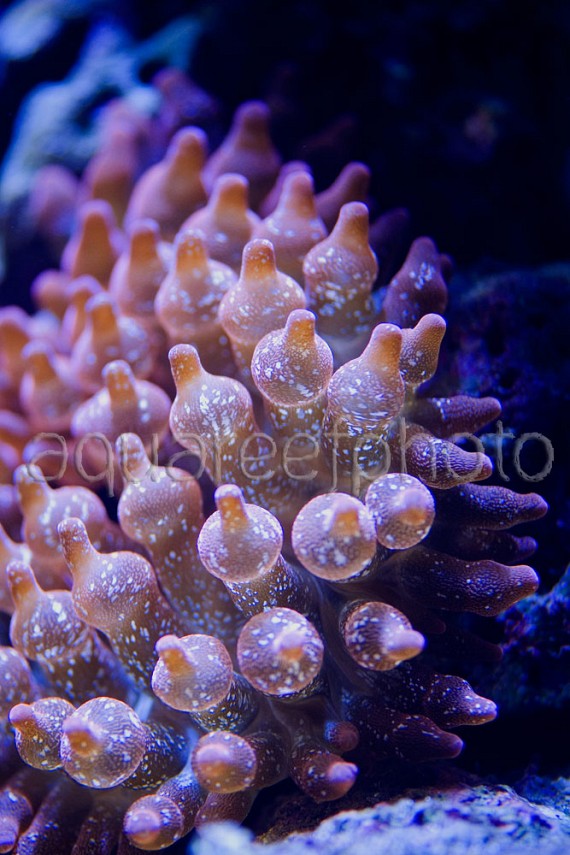 Entacmea quadricolor 01