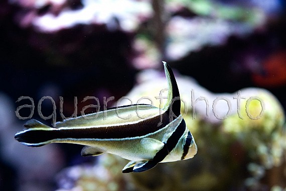 Equetus lanceolatus 01