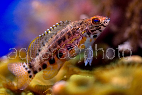 Serranus baldwini 02