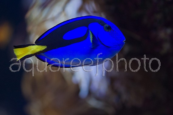 Paracanthurus hepatus