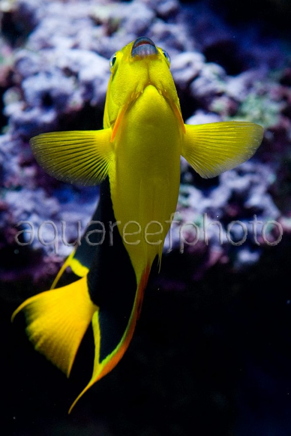 Holacanthus tricolor 01