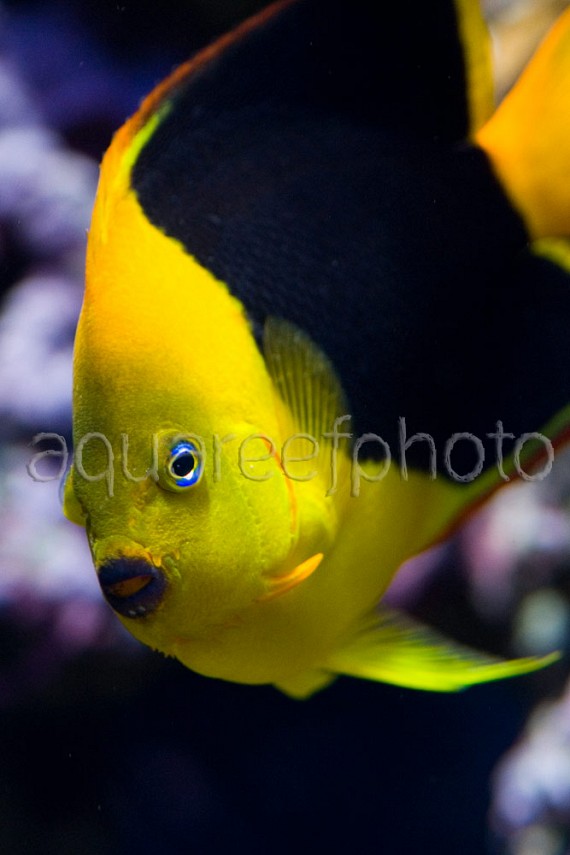 Holacanthus tricolor 02