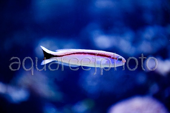 Hoplolatilus marcosi 01