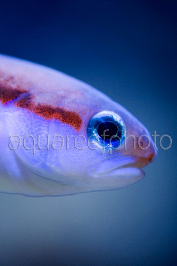 Hoplolatilus marcosi 02