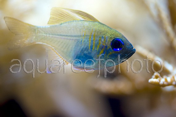 Zoramia leptacanha 02