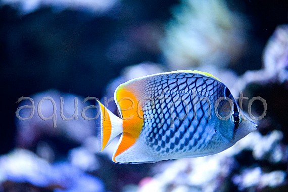 Chaetodon xanthurus 05