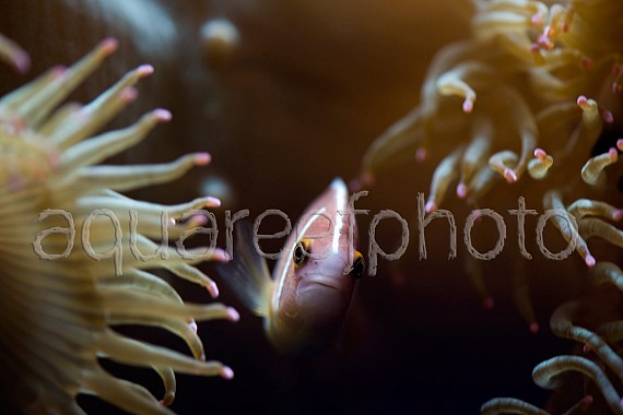 Amphiprion perideraion 02