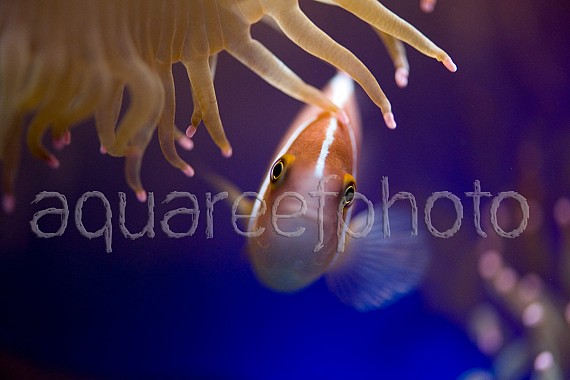 Amphiprion perideraion 03