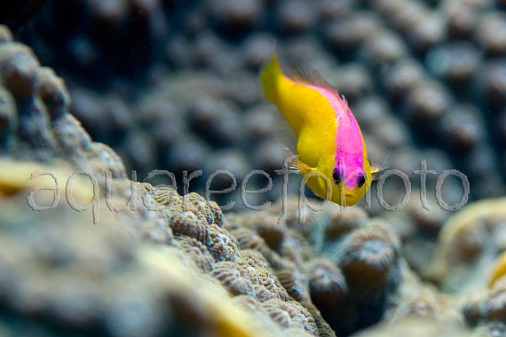Pictichromis diadema 04