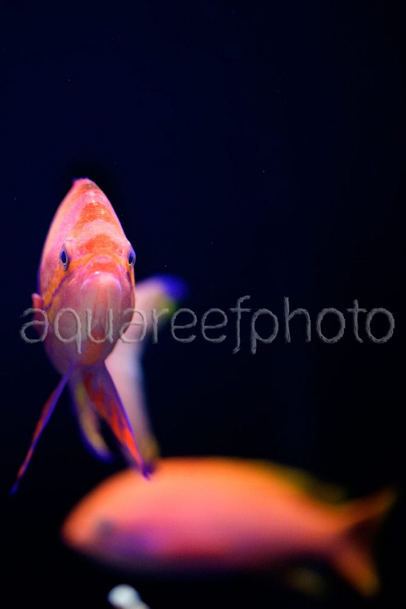Pseudanthias pleurotaenia 01