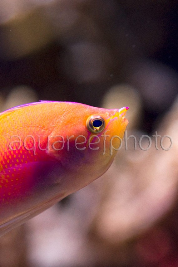 Pseudanthias ignitus 01