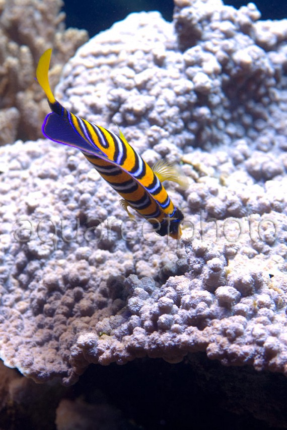 Pygoplites diacanthus 02