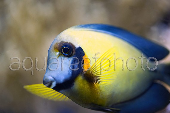 Acanthurus pyroferus 02
