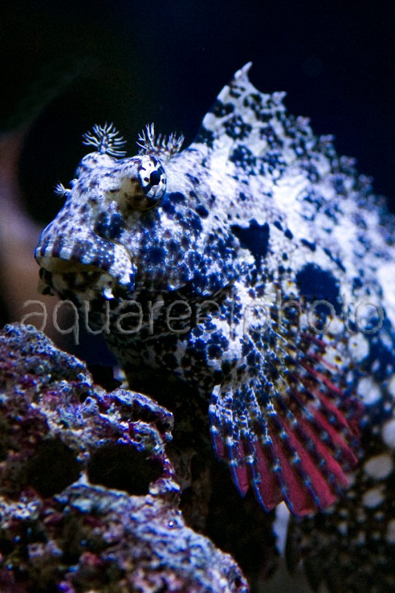 Salarias ceramensis 03