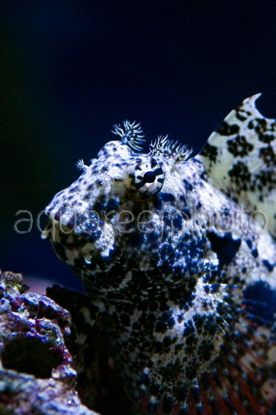 Salarias ceramensis 04