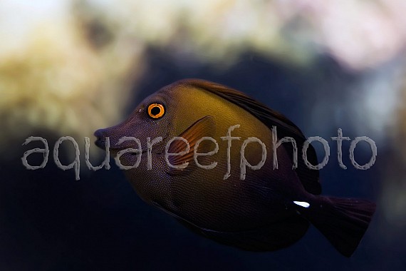 Zebrasoma scopas 02