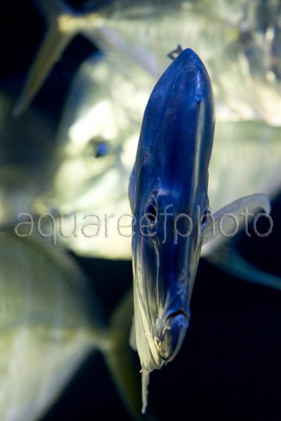 Selene vomer 02
