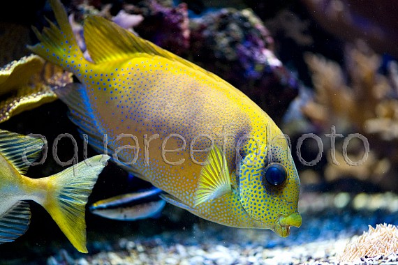 Siganus corallinus 01