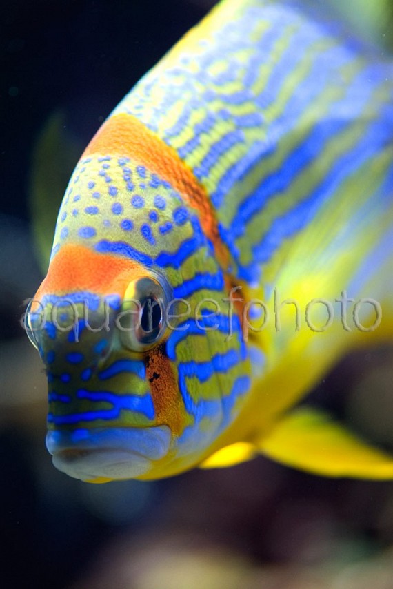 Symphorichthys spilurus 04