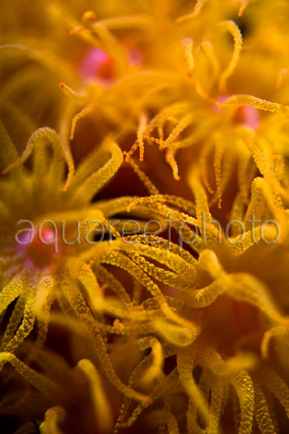 Tubastrea coccinea 01