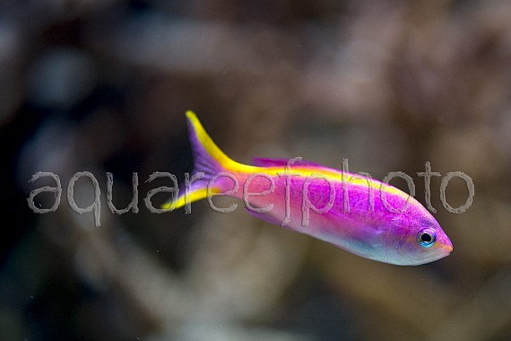 Pseudanthias tuka 02