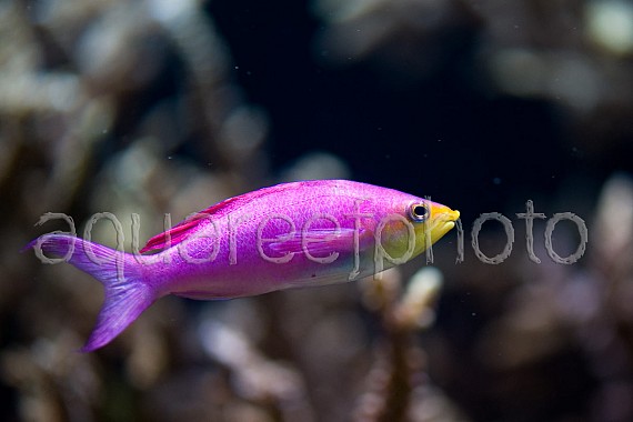 Pseudanthias tuka 03