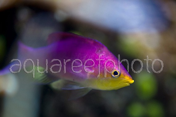 Pseudanthias tuka 04