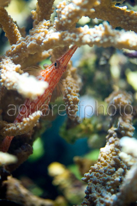 Oxycirrhites typus 06