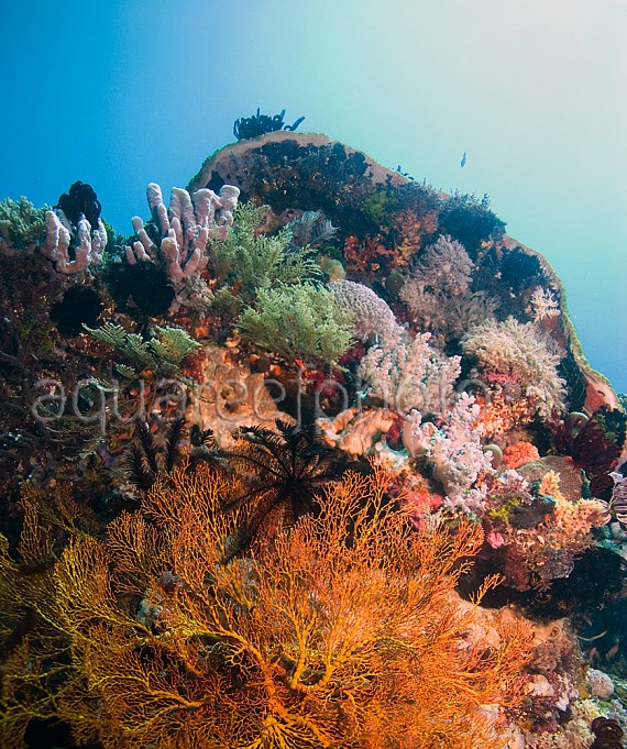 Wild Reef – Komodo 01