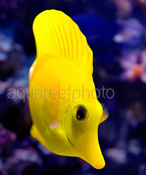 Zebrasoma flavescens 06