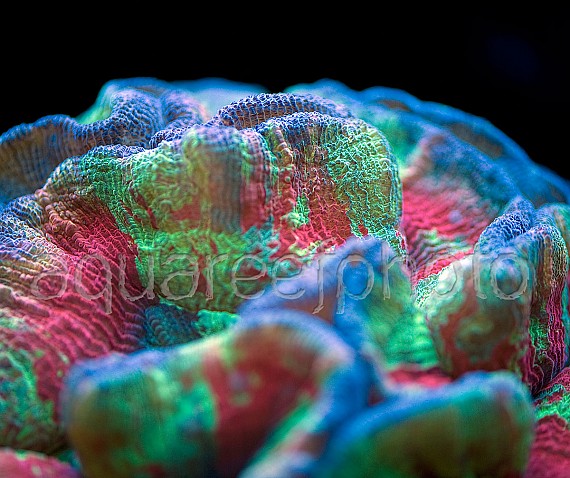 Trachyphyllia geoffroyi 07