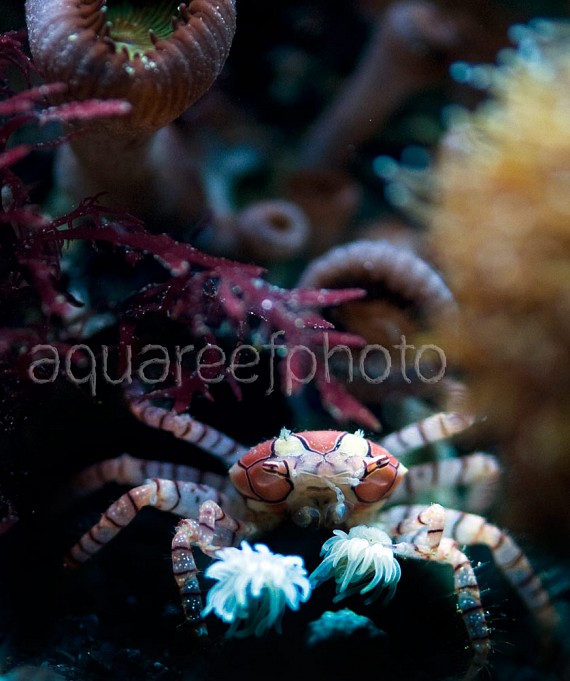 Lybia tesselata 03