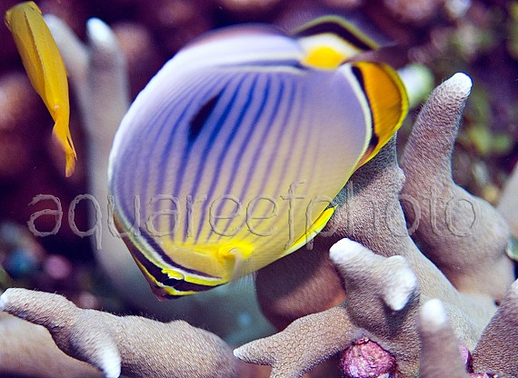 Chaetodon trifasciatus 01