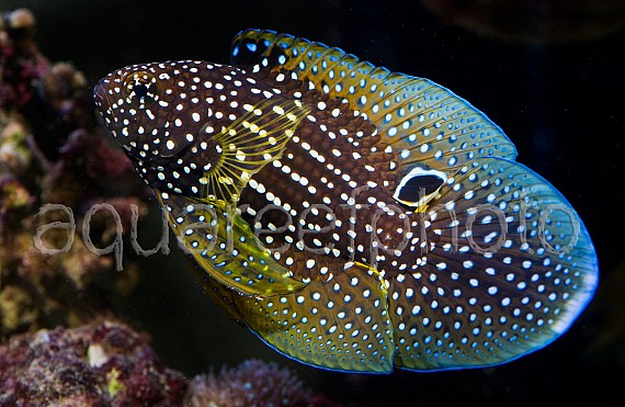 Calloplesiops altivelis 02