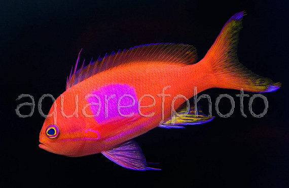 Pseudanthias pleurotaenia 02