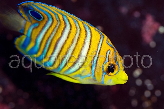Pygoplites diacanthus 03