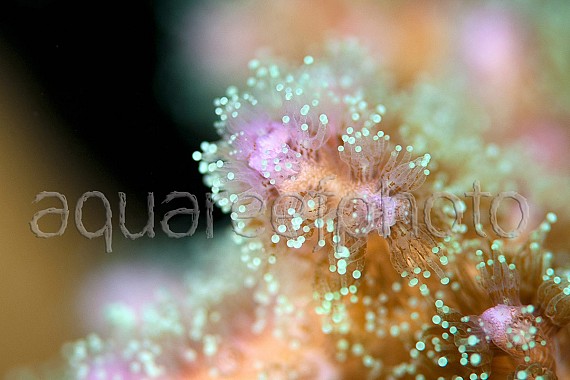 Pocillopora damicornis 03