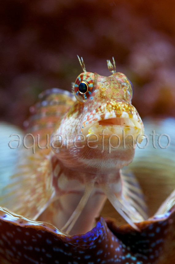Salarias fasciatus 03