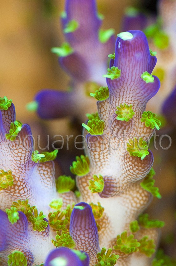 Acropora tricolor 03