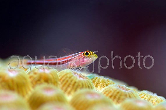 Helcogramma striata 01